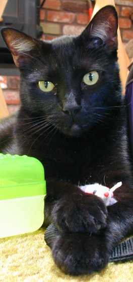 Panther and friend